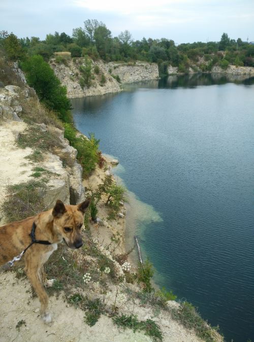 Chmura, mijn Poolse leenhond